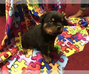 Main photo of Rottweiler Dog Breeder near JOPPA, MD, USA