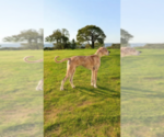 Small #6 Breeder Profile image