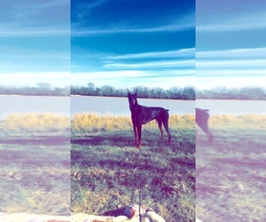 Doberman Pinscher Dog Breeder near KATY, TX, USA