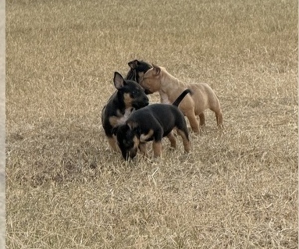 Medium Photo #1  Breeder Profile in LINCOLN, TX, USA