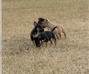 Bull Terrier Dog Breeder in LINCOLN,  USA