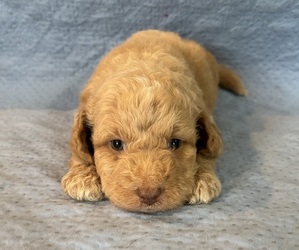 Goldendoodle Dog Breeder near SEGUIN, TX, USA