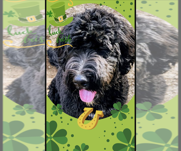 Medium Photo #1  Breeder Profile in TAYLORSVILLE, NC, USA