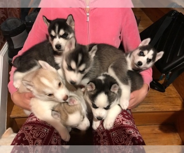 View Breeder Profile Siberian Husky Dog Breeder near New York, STATEN