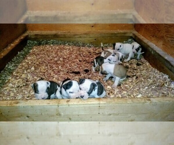 Medium Photo #1  Breeder Profile in FRANKLINVILLE, NJ, USA