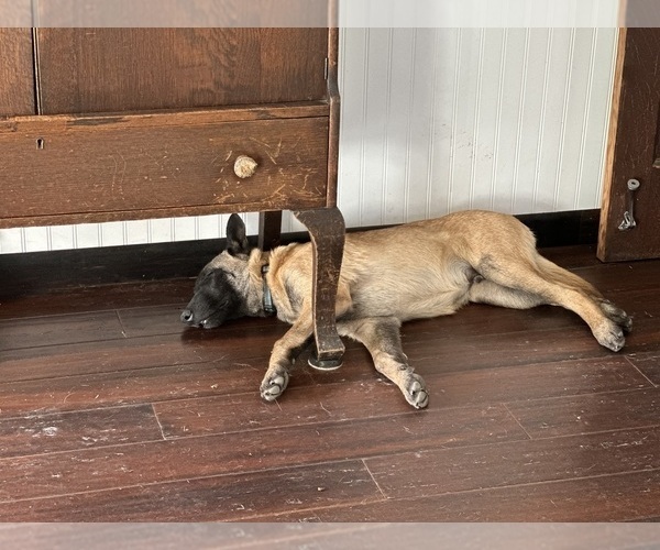 Medium Photo #22  Breeder Profile in WILLIAMS, CA, USA