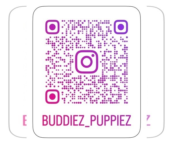 Medium Photo #1  Breeder Profile in JAMAICA, NY, USA