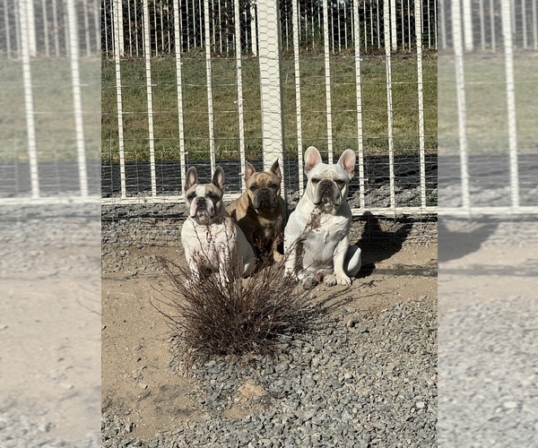 Medium Photo #2  Breeder Profile in RENO, NV, USA