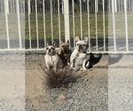 Small #1 Breeder Profile image