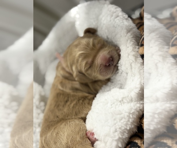 Medium Photo #11  Breeder Profile in NORTH AUGUSTA, SC, USA