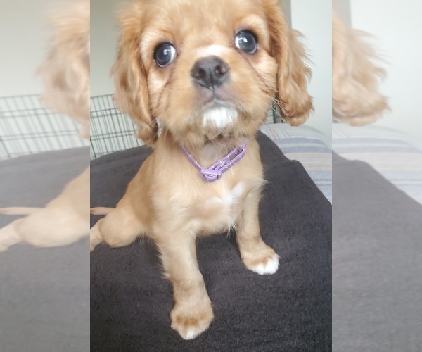 Medium Photo #1  Breeder Profile in SAN DIEGO, CA, USA