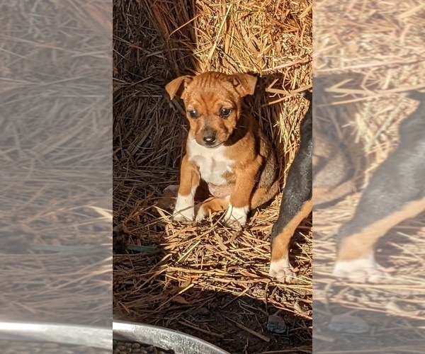 Medium Photo #4  Breeder Profile in DORA, MO, USA
