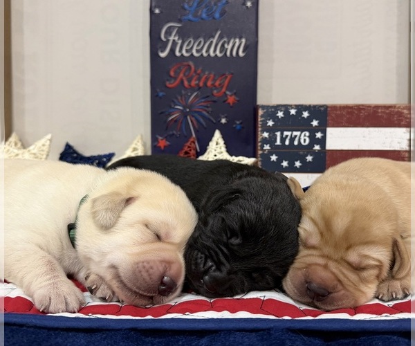 Medium Photo #8  Breeder Profile in LIBERTY, SC, USA