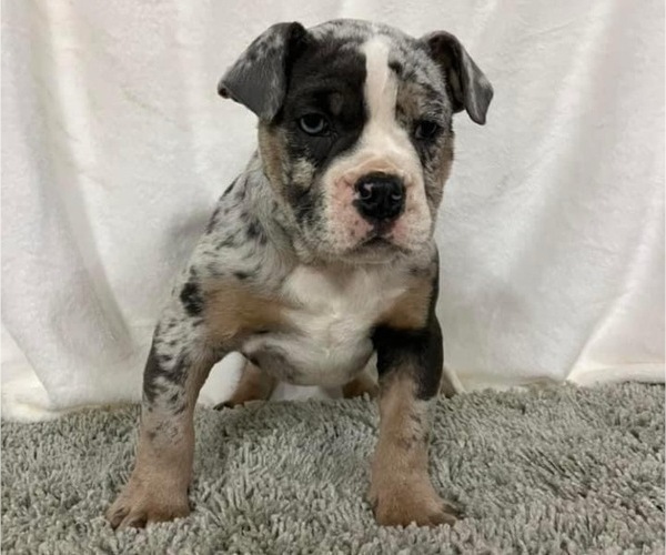 Medium Photo #1  Breeder Profile in CHETEK, WI, USA