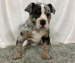 Small breeder photo