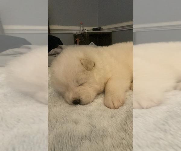 Medium Photo #68  Breeder Profile in MCDONOUGH, GA, USA