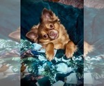 Small #86 Breeder Profile image