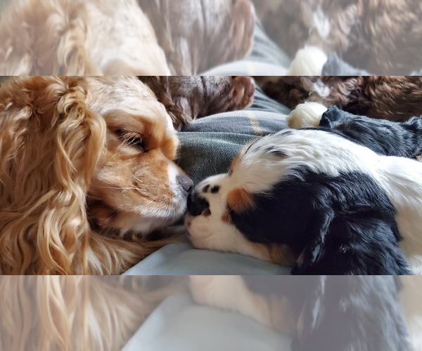 Medium Photo #1  Breeder Profile in BRUNSWICK, ME, USA