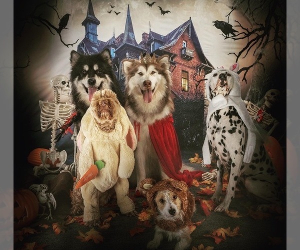 Medium Photo #75  Breeder Profile in FREDERICK, MD, USA