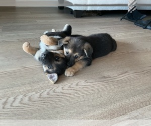 German Shepherd Dog Dog Breeder near DALLAS, TX, USA
