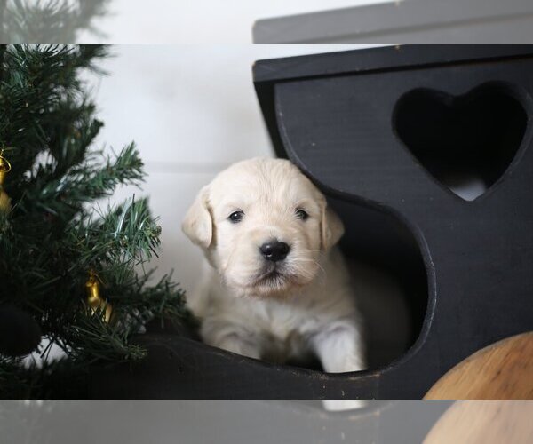 Medium Photo #38  Breeder Profile in URBANA, OH, USA