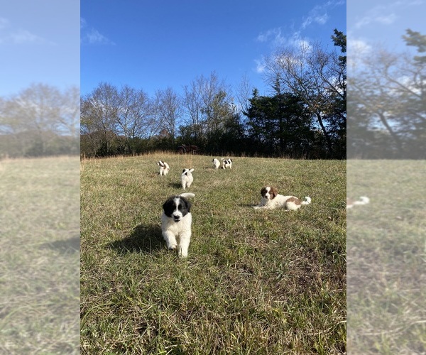 Medium Photo #1  Breeder Profile in GREENEVILLE, TN, USA