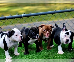 American Bully Dog Breeder near MEMPHIS, TN, USA