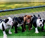 Small breeder photo