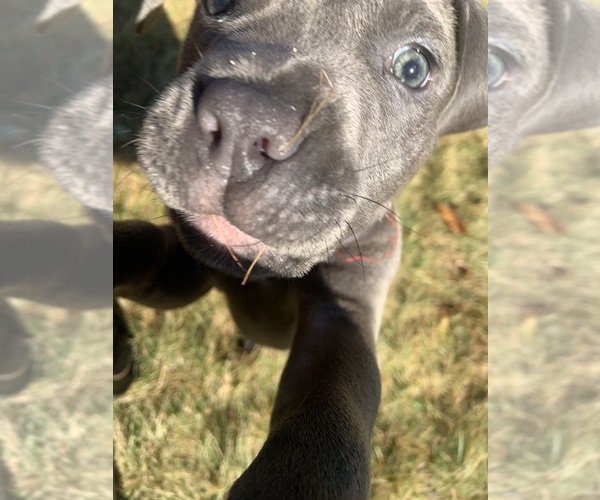 Medium Photo #18  Breeder Profile in ORANGE, NJ, USA