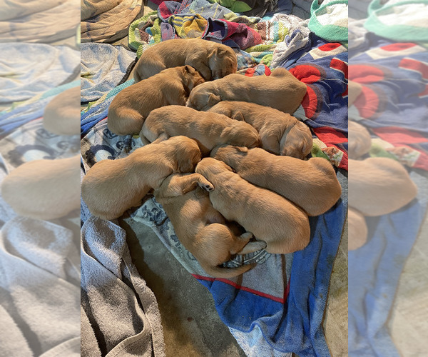 Medium Photo #1  Breeder Profile in LEBANON, IL, USA