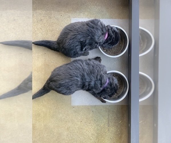Medium Photo #83  Breeder Profile in PINON HILLS, CA, USA