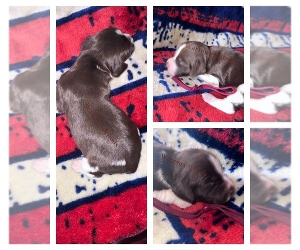 Medium Photo #8  Breeder Profile in THOMPSONVILLE, MI, USA