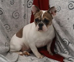 Small #31 Breeder Profile image
