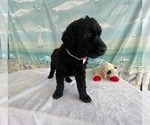 Small #8 Breeder Profile image