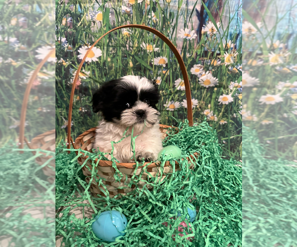 Medium Photo #1  Breeder Profile in LAUREL SPGS, NJ, USA