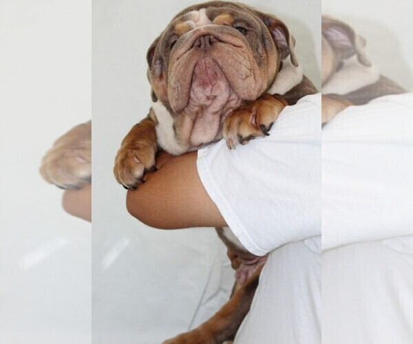 Medium Photo #3  Breeder Profile in BRANDON, FL, USA