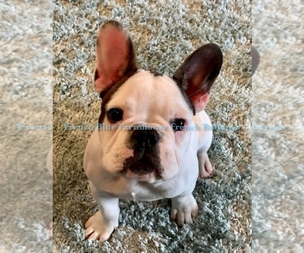 Medium Photo #1  Breeder Profile in SEALY, TX, USA