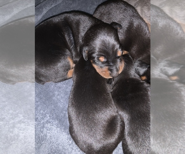 Medium Photo #8  Breeder Profile in MONROE CITY, MO, USA