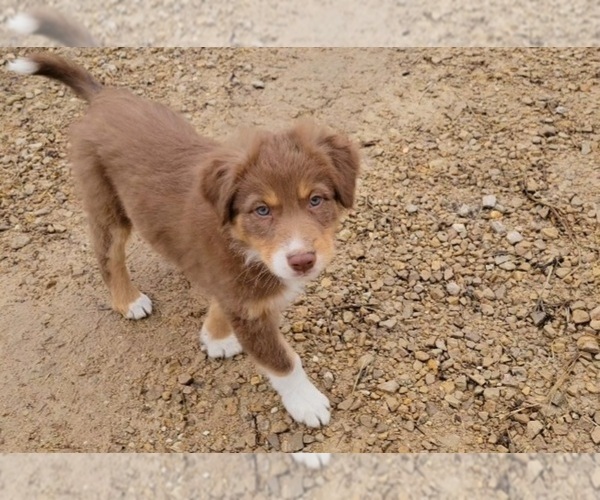 Medium Photo #15  Breeder Profile in BLUE RIVER, WI, USA