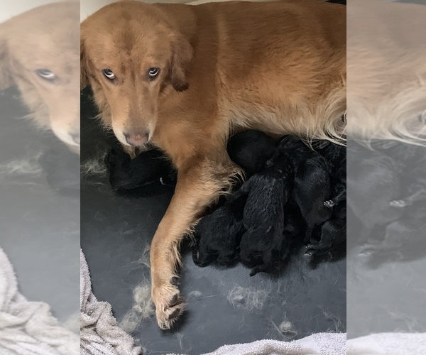 Medium Photo #13  Breeder Profile in LAKE GEORGE, NY, USA