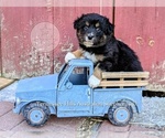 Small #14 Breeder Profile image