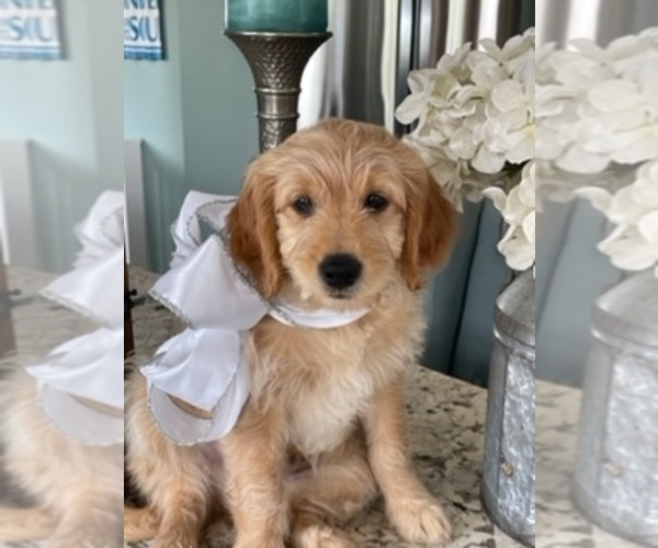 Medium Photo #5  Breeder Profile in AURORA, IL, USA