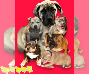 American Bully Dog Breeder near IRVINGTON, NJ, USA