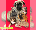 Small breeder photo