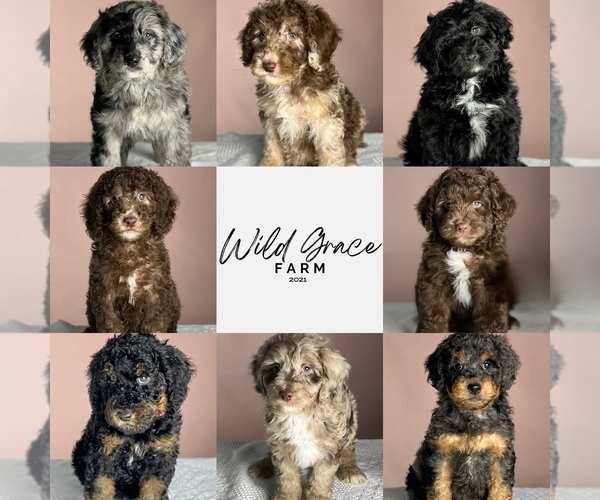 Medium Photo #1  Breeder Profile in TAYLORSVILLE, NC, USA