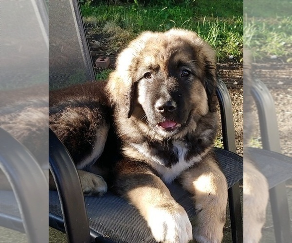 Medium Photo #44  Breeder Profile in TWINING, MI, USA