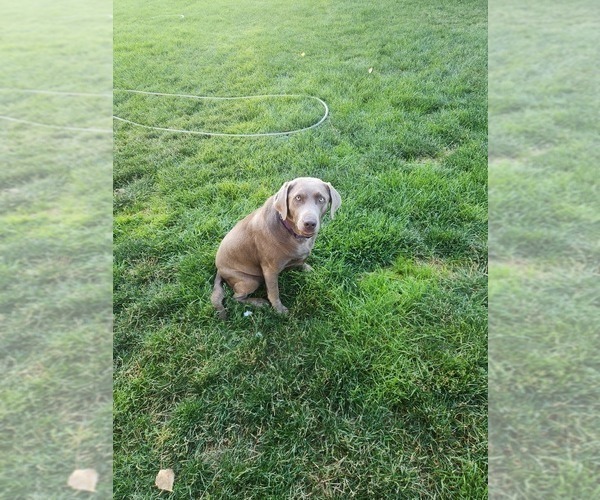 Medium Photo #3  Breeder Profile in MONTROSE, CO, USA