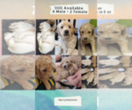 Small breeder photo