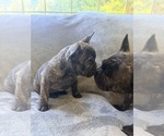 Small breeder photo