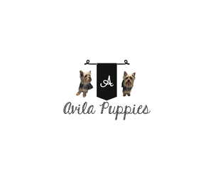 Yorkshire Terrier Dog Breeder near BARNSTABLE, MA, USA